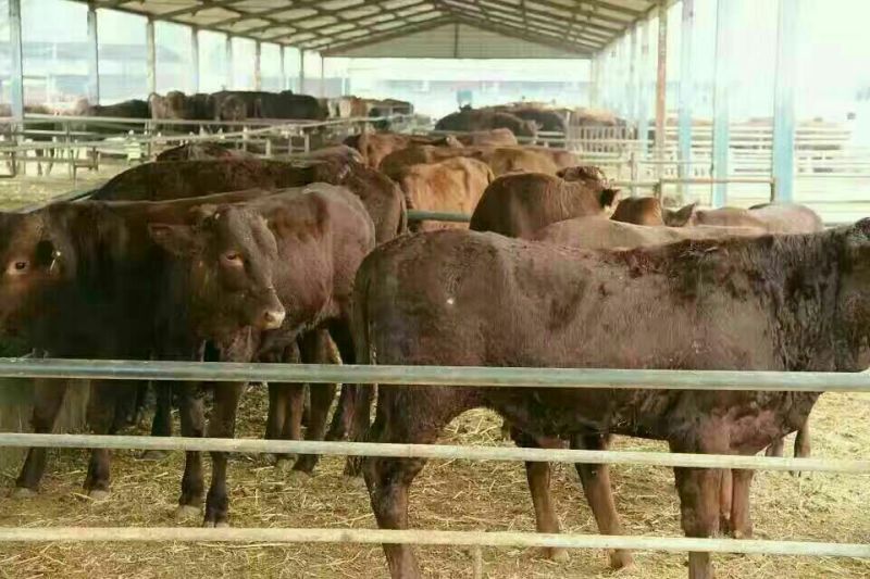 利木赞牛犊100~200kg