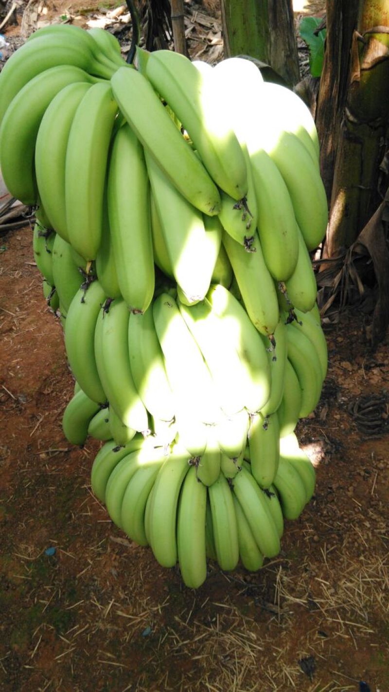巴西香蕉七成熟
