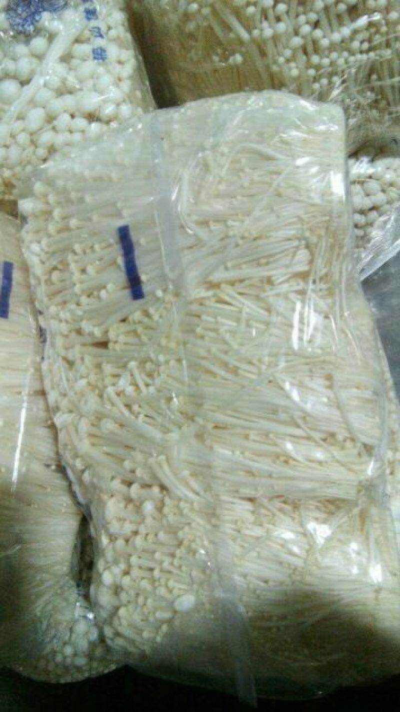 白金针菇，多种规格，厂家直发，有意者请来电咨询。