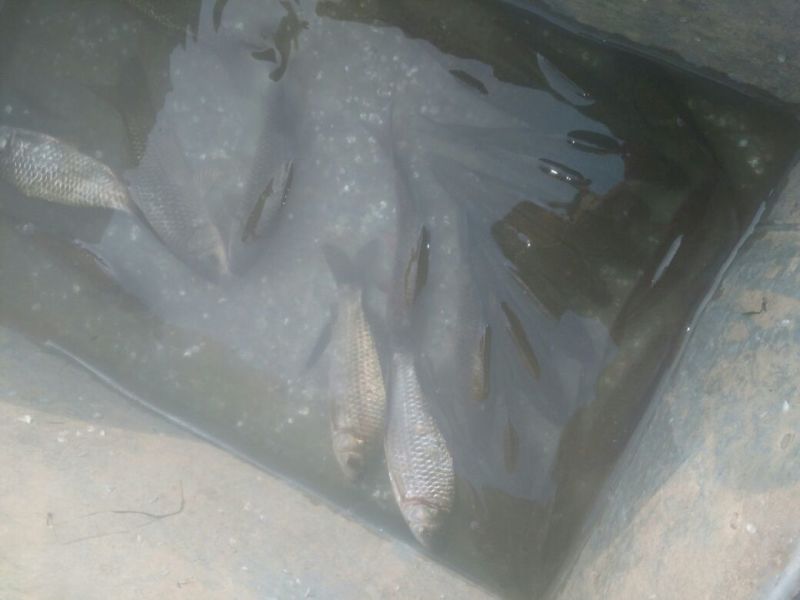 鲫鱼食用