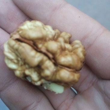 薄皮核桃去皮干