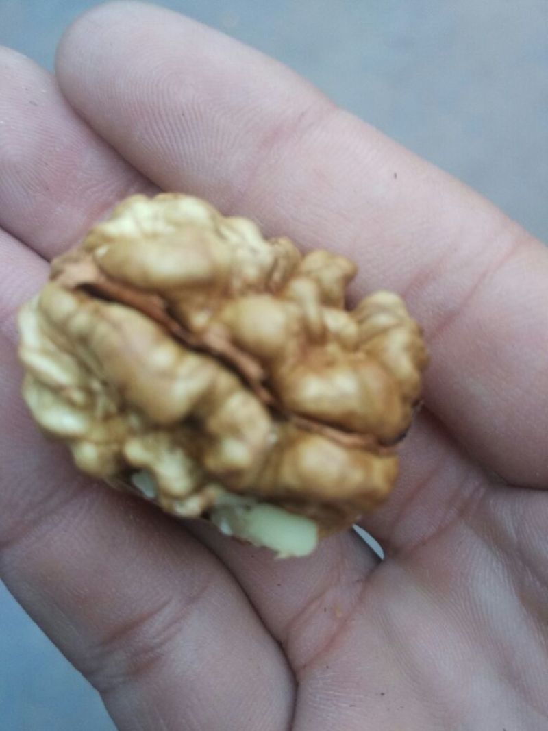 薄皮核桃去皮干
