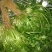 茼蒿5~10cm