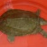 生态甲鱼2~2.5斤