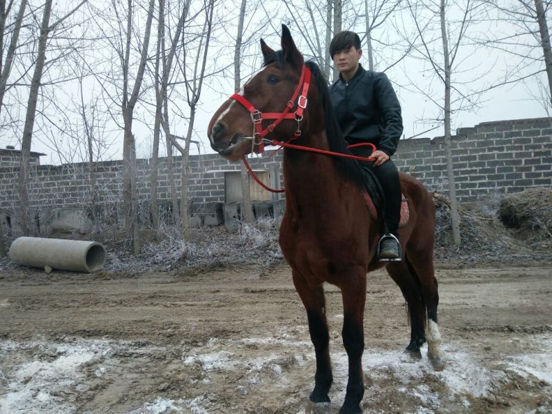 肉马400~500kg