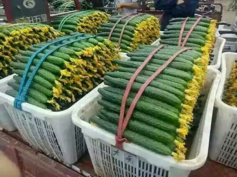 山东密刺黄瓜~干花带刺，并配有大型冷库。批发市场，