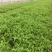 小叶茼蒿