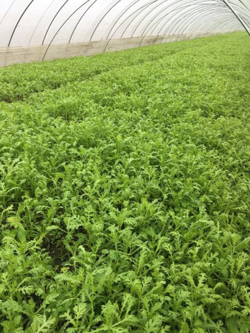小叶茼蒿