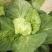 圆包菜1~1.5斤精品绿甘蓝！色泽亮并且绿！