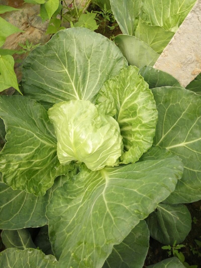 圆包菜1~1.5斤精品绿甘蓝！色泽亮并且绿！