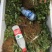 红颜草莓苗10~20cm