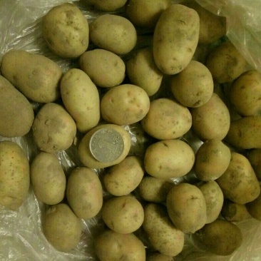 迷你土豆1两以下黄皮黄心油炸专用薯，规格大小可定制分选