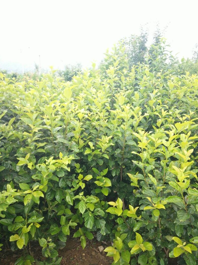 柿子树苗免费提供技术指导，基地直销都是嫁接苗