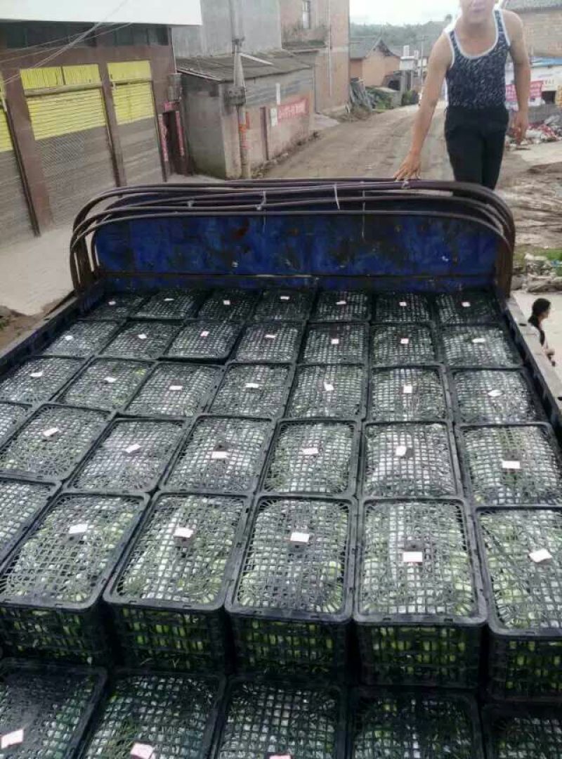 贵妃梨100~300g光果产地直销无中间环节价格合理