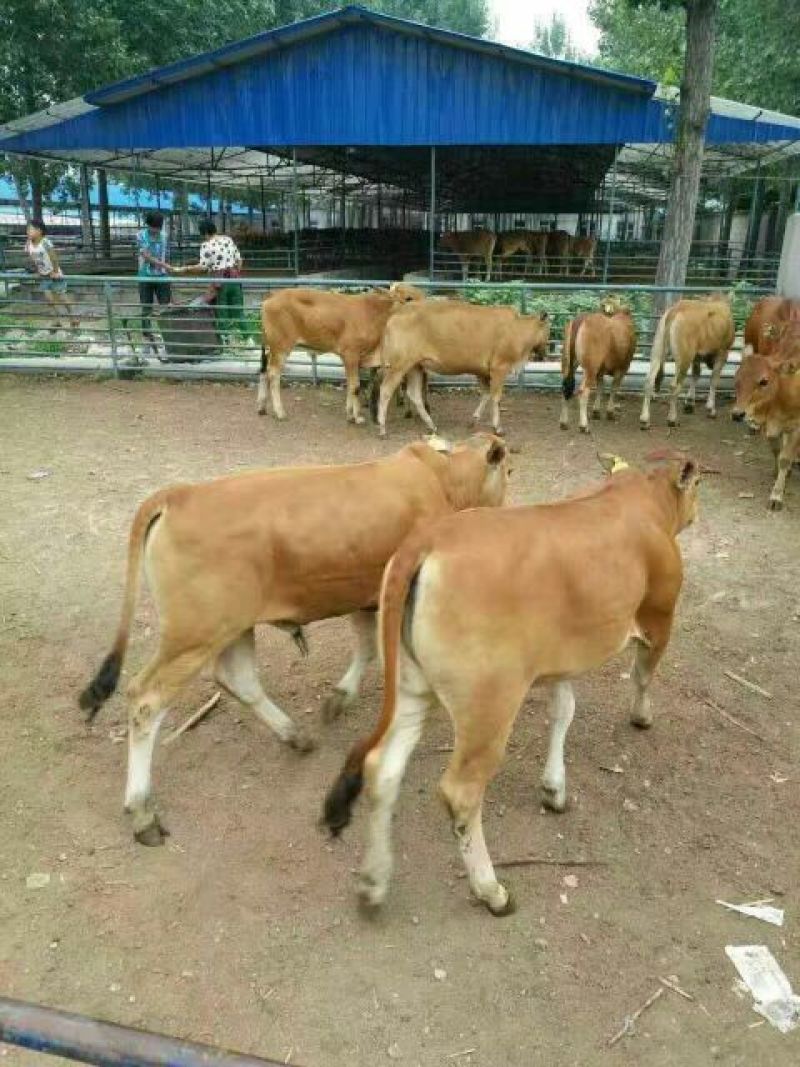 鲁西黄牛100~200kg