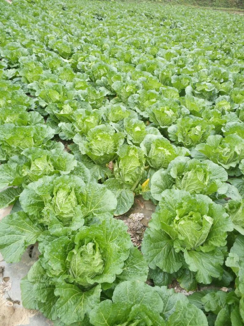 黄心菜白菜3—4斤