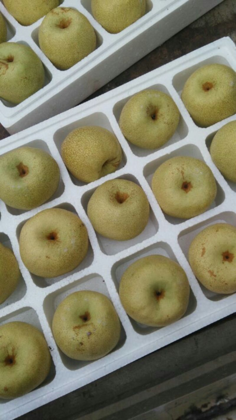 酥梨250~300g纸加膜