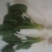 大叶菠菜25~30厘米