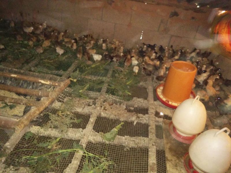 土鸡苗1斤以下