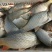 河鲤鱼食用1~2公斤