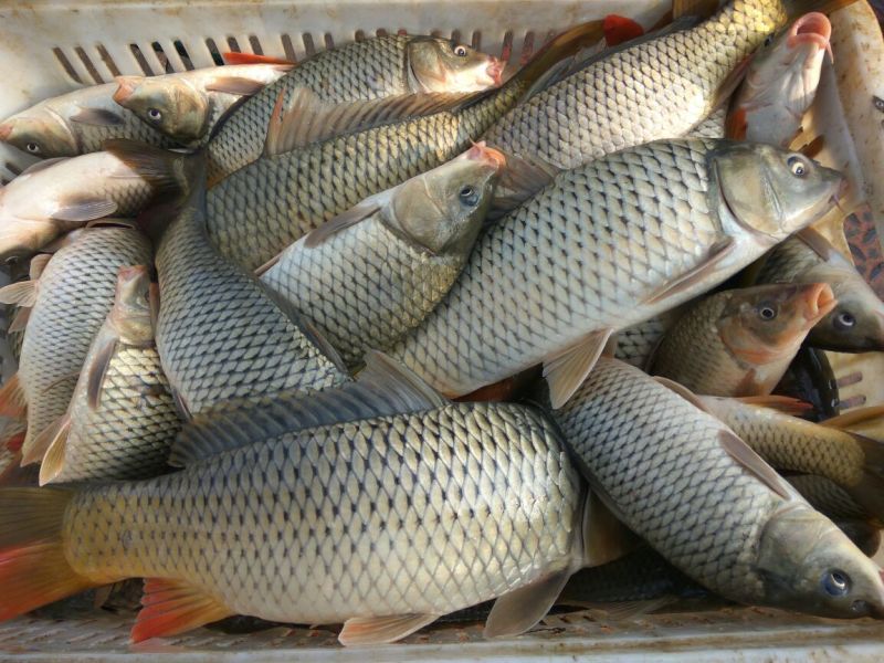 河鲤鱼食用1~2公斤