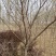 桃树6~8cm2.5~3米