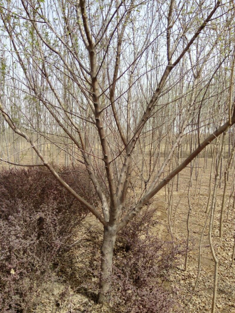 桃树6~8cm2.5~3米