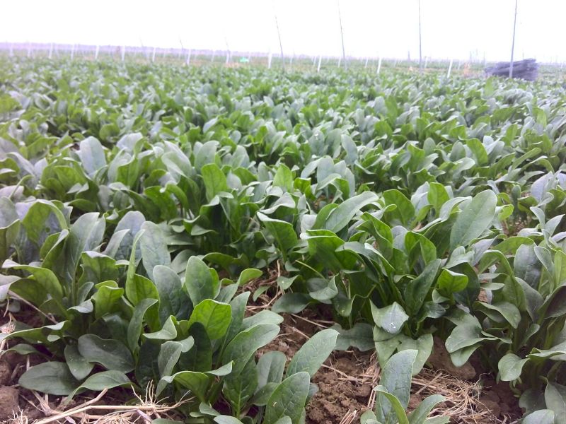 黑叶菠菜15~20厘米