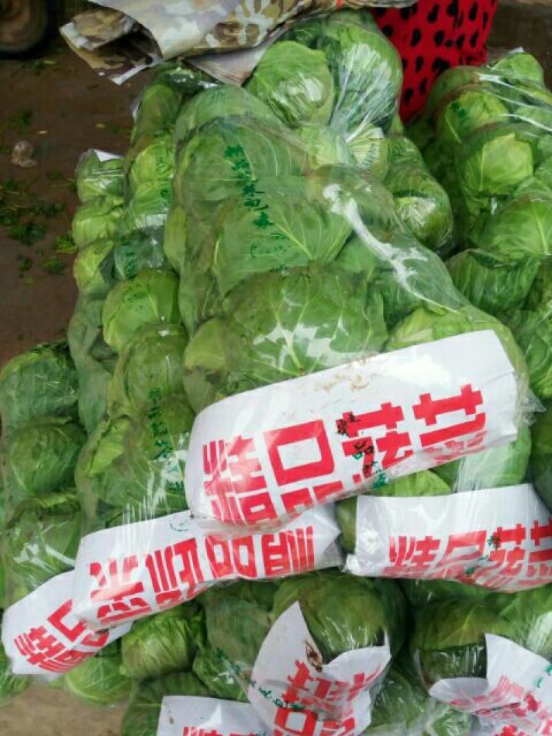 中甘21甘蓝1~2公斤