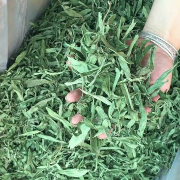甜叶菊精选