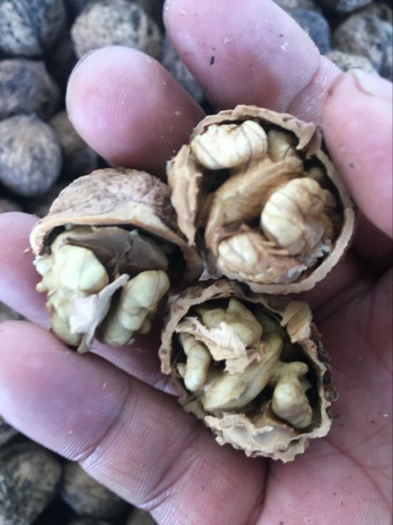 薄皮核桃去皮干
