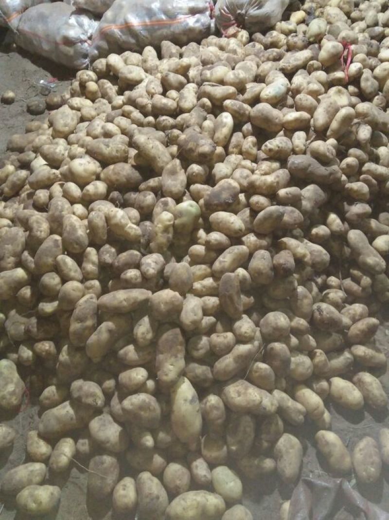 荷兰十五土豆