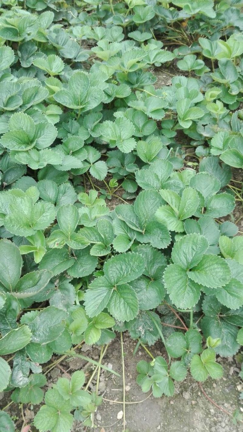 全明星草莓苗10~20cm