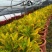 变叶木