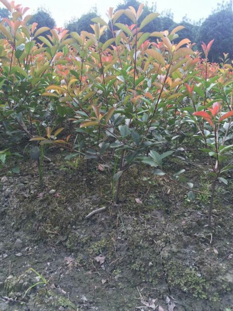 红叶石楠4~6cm4~6cm1.5~2米