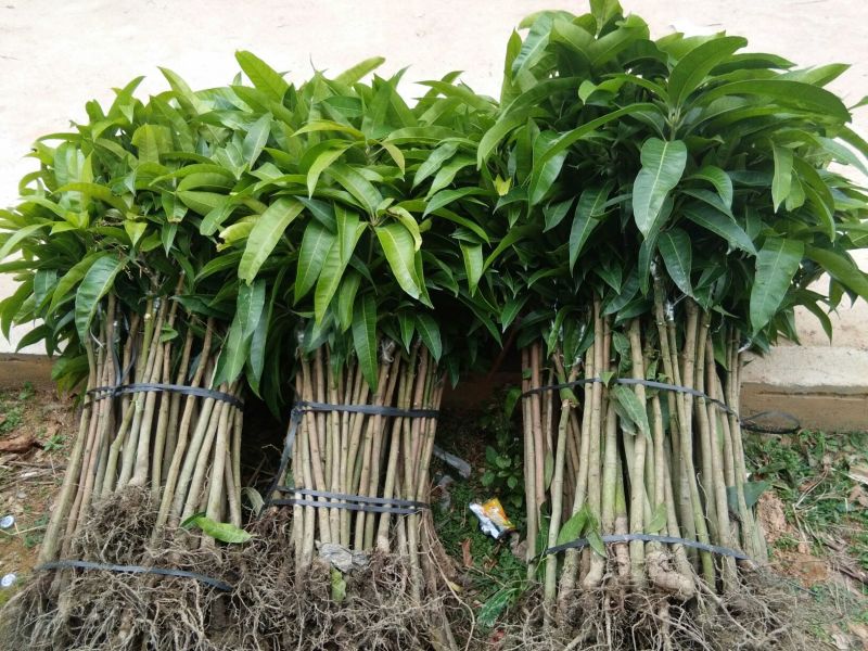 芒果苗1m以下