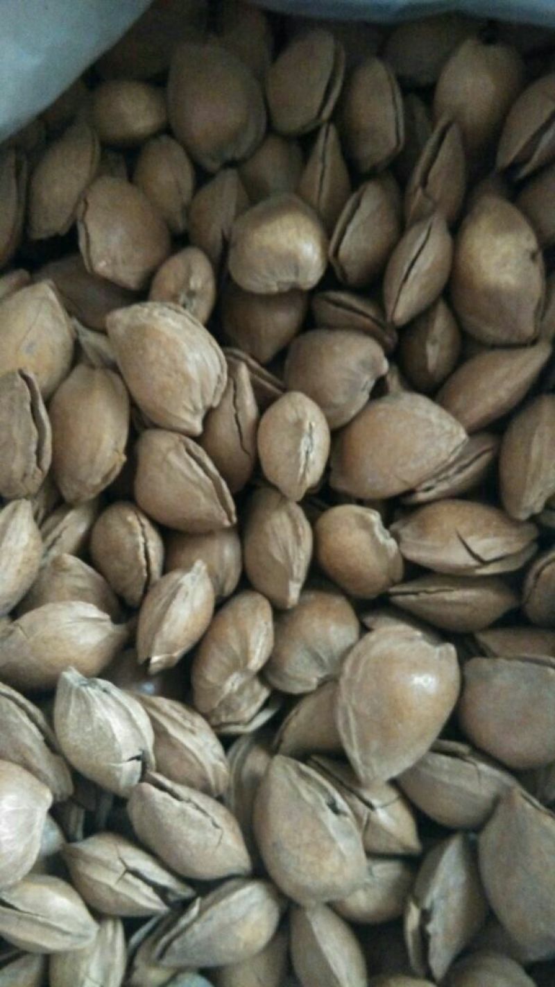 甜杏仁一级
