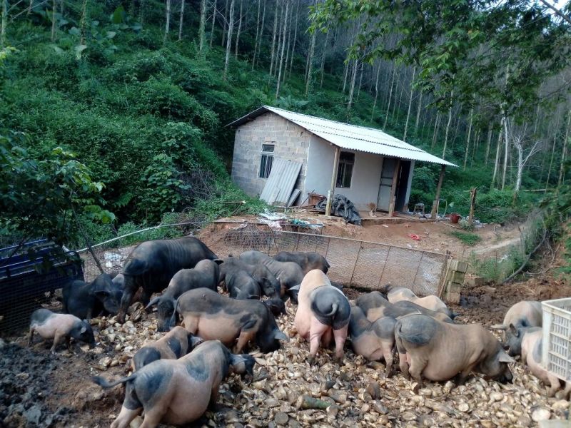 巴马香猪漳浦县南浦乡特色小型猪种开顺家庭农场