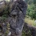 小叶榆树18~20cm4~6cm0.5~1m