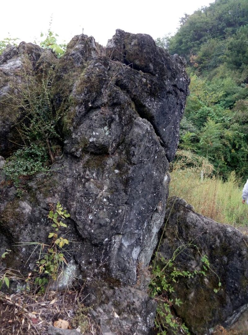 小叶榆树18~20cm4~6cm0.5~1m