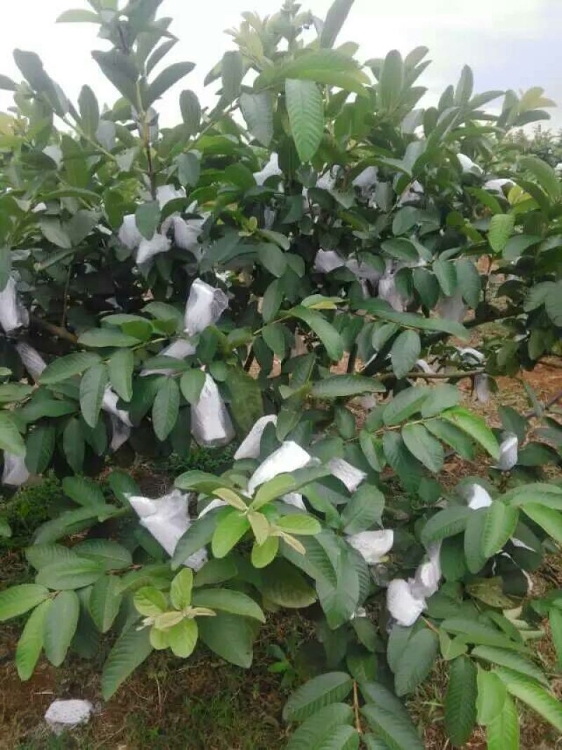 西瓜番石榴苗30~50cm
