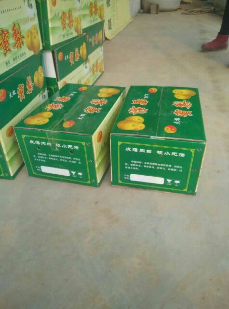 晚秋黄梨500~550g纸箱