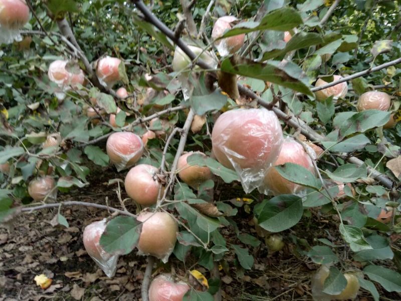 红富士苹果75mm以上膜袋
