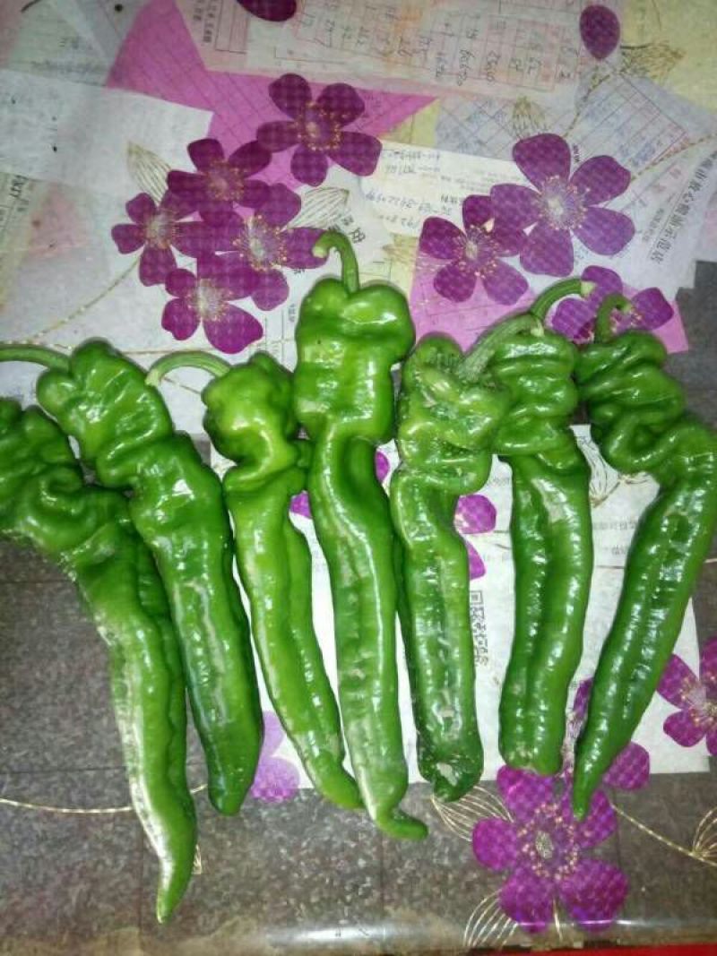 螺丝椒15~20厘米青