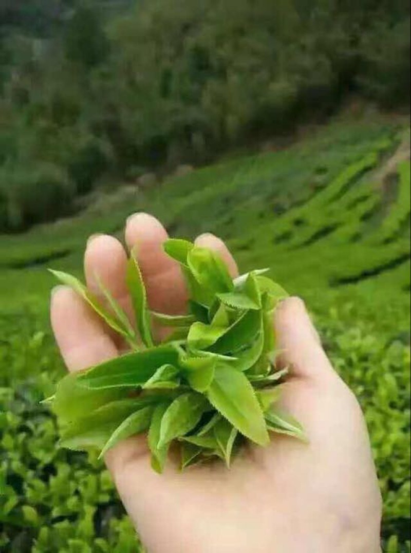 观音茶