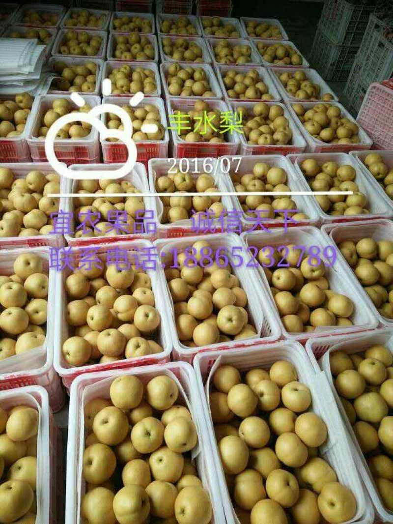 丰水梨300~350g纸袋
