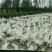泰州白鹅鹅苗250g以上