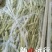 九粒白芸豆20cm以上