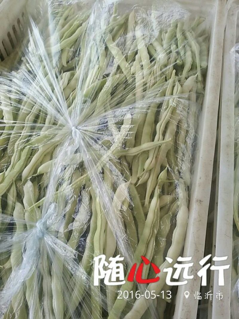 九粒白芸豆20cm以上