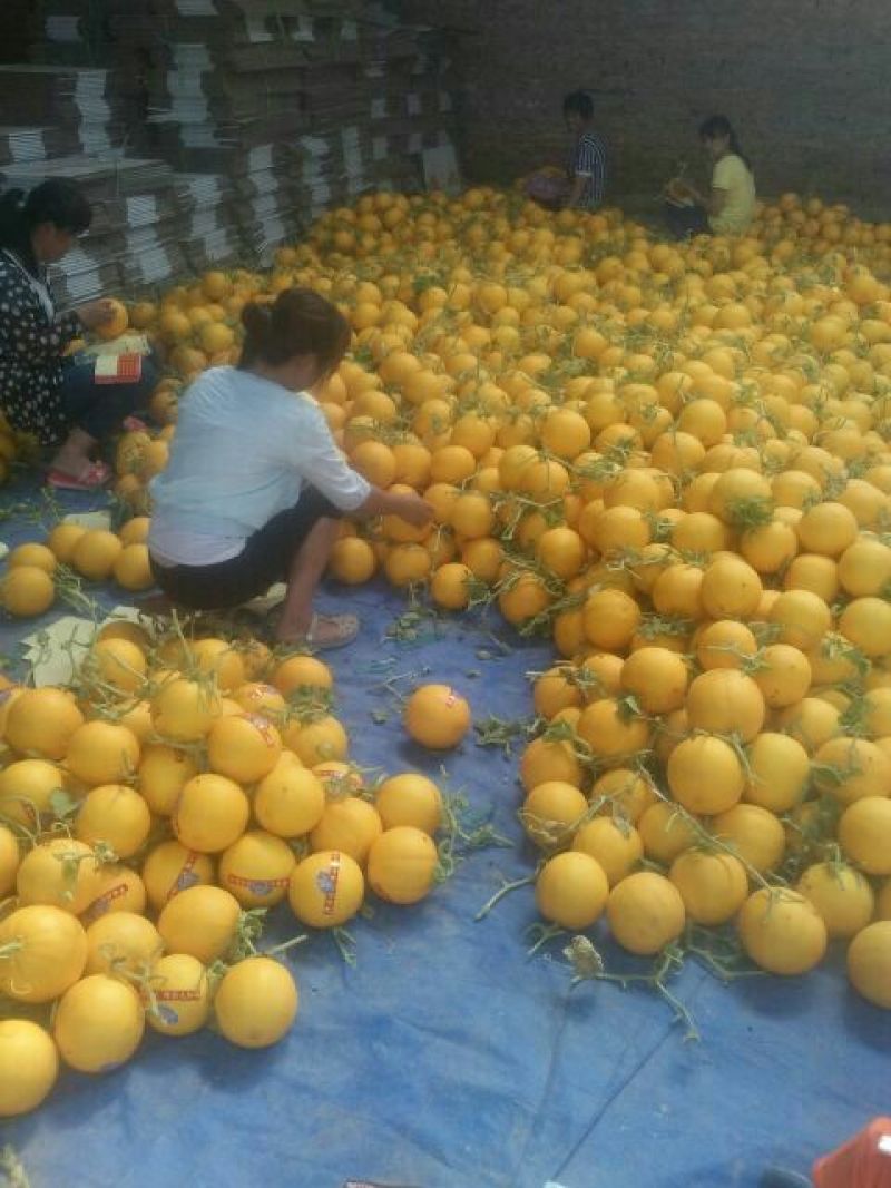 九红瑞香瓜3月份大量上市
